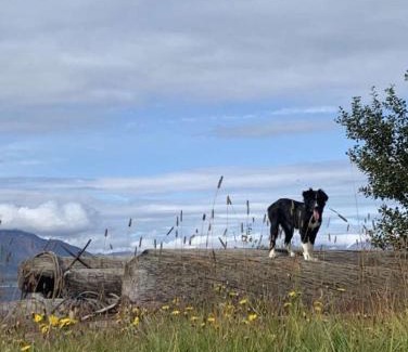 Hauganes House | Farmstay Comfort at Áshóll Guesthouse - Family-Friendly Retreat