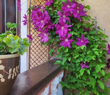 Klaipeda Apartment | Pet-Friendly Šarlotos Apartamentai with 9.7/10 Guest Rating