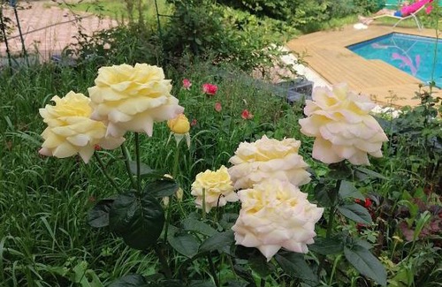Leninsky District Hotel | Discover Гостиница Мещерино: Pet-Friendly with Pool & Hot Tub