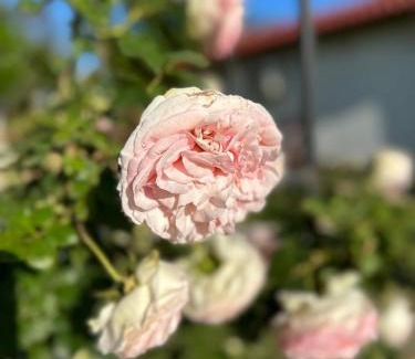 Straldzha Hotel | Pet-Friendly Getaway at Хотелски Комплекс Копитото