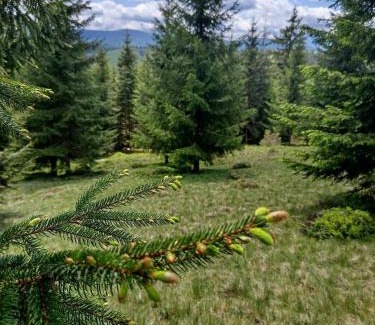 Palyanytsya House | Family-Friendly Holiday Homes in Bukovel, Ukraine