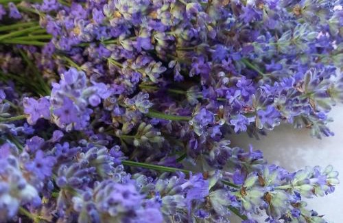 Yaremche Apartment | Lavanda: Pet-Friendly Stay with Oceanfront Views