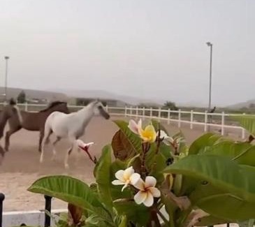 Al Kamil Wal Wafi Villa | Discover أستراحة أريـــان: Pet-Friendly with Pool & Hot Tub