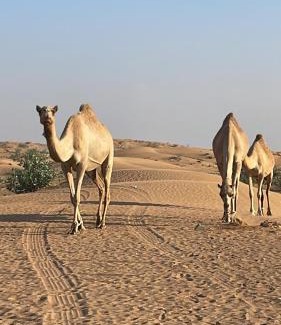 Al Madam House | Experience Horseback Joy at مزرعة السعادة للخيول