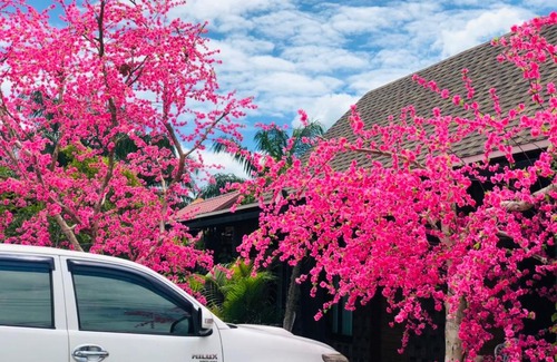Sao Phao House | Discover K12 Resort: Pet-Friendly Getaway with Dining