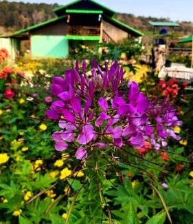 Pua House | Delightful Home Stay at ชมนาโฮมสเตย์บ้านนาคำ