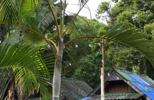 Ko Chang Ski Chalet | Discover บ้านตำหนักช้าง: Family & Pet-Friendly Escape