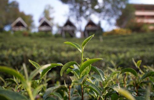 Mae Suai Resort | Discover Comfort at Laulee Hill Resort with Family-Friendly Amenities