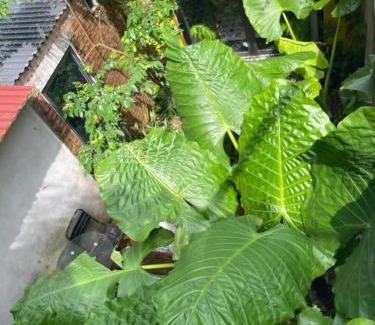 Cat Hai Apartment | Family-Friendly Ốc Homestay Cát Bà - Rated 9.9/10 by Guests