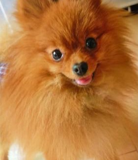 Koya-cho House | ペット可 Clear Up Guest House