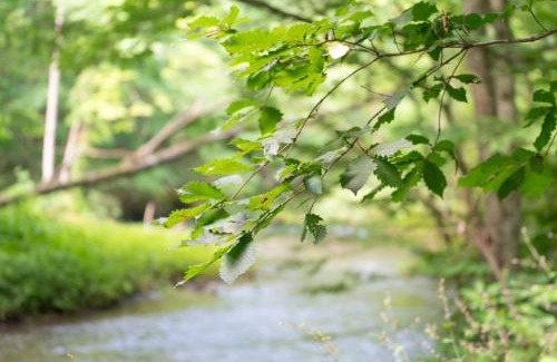 Oirase Keiryu Onsen Apartment | Discover 奥入瀬屋: Family Retreat with Kitchen Access