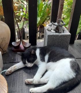 Sanxing House | Relaxing Retreat: 兔窩很Chill with Pet-Friendly Perks