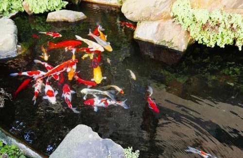 Fengyuan District Hotel | Pet-Friendly 楓采汽車旅館 with Breakfast & Kitchen Access