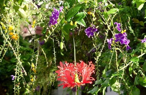 Okinawa House | 泉崎荘