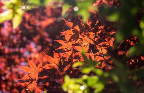 Ren'ai House | Enchanting清境英格曼花園民宿: Family-Friendly Retreat