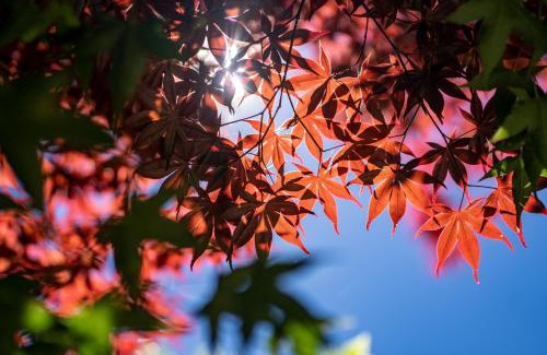 Ren'ai House | Enchanting清境英格曼花園民宿: Family-Friendly Retreat