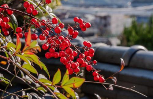 Kurashiki House | Cozy Tamashima Tea Room – Ideal for Families and Pets