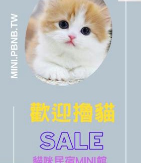 Taitung House | Cat-Themed Mini Inn: Family-Friendly Comfort Awaits