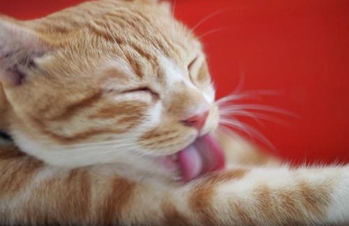 Taitung House | Cat-Themed Mini Inn: Family-Friendly Comfort Awaits