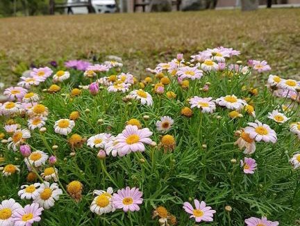 Fenglin House | Enchanting Starry Nights at 鳳林薔薇如画民宿