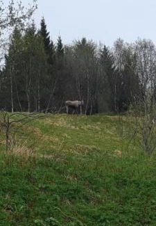 Oksnes House | Discover 1 Hel Hytte with Ocean View in a Scenic Area