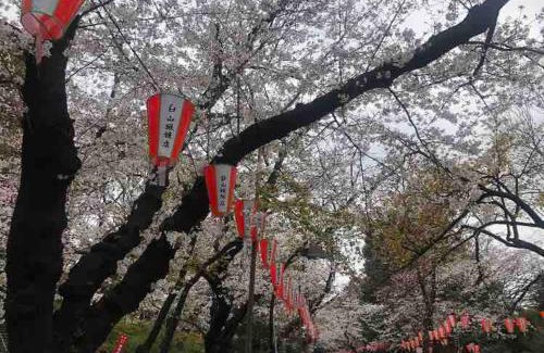 Taito Apartment | 203 Yamanote Line Near Ueno Park Cozy New Apartment