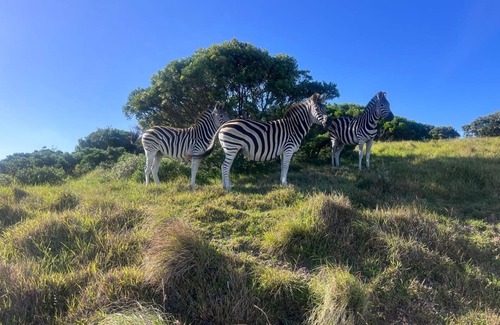 Kenton on Sea House | 5 Bedroom Imbabala Eco-Lodge nestled in a peaceful estate with stunning views