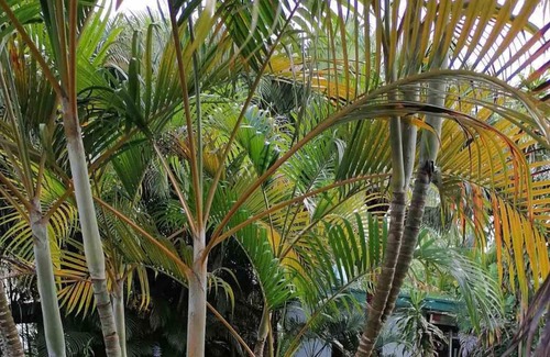 Nadi House | 5 minutes to the airport, Coastal! Family- sized with great pool