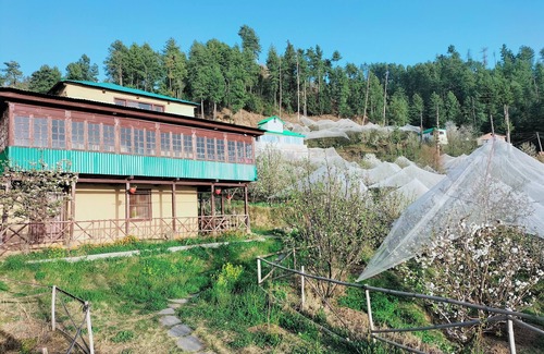 Rampur Cottage | Vintage Escape Surrounded by Apple Orchards and Pine Trees