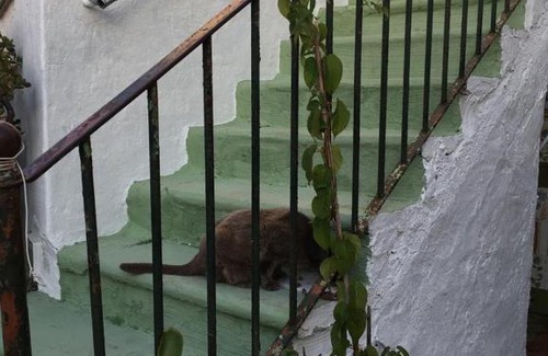 Succhivo Apartment | Pet-Friendly Retreat: A cas e Rosa with 9.7/10 Rating