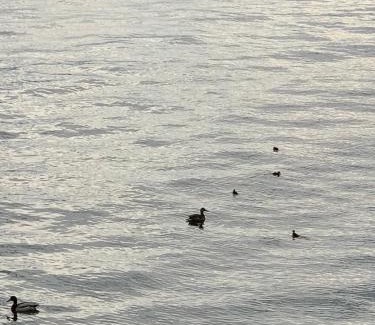 Stresa Apartment | Pet-Friendly Retreat at A Casa di Chiara 2 - Rated 9.5/10