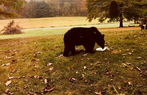 Wellsboro Apartment | Pet-Friendly Retreat Just 6 Miles from Downtown Wellsboro