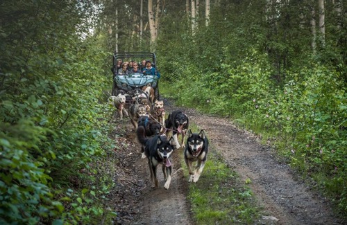 Fairbanks Cabin | A true Alaskan experience: One-room, log "Musher's Cabin" and sled dog tour!