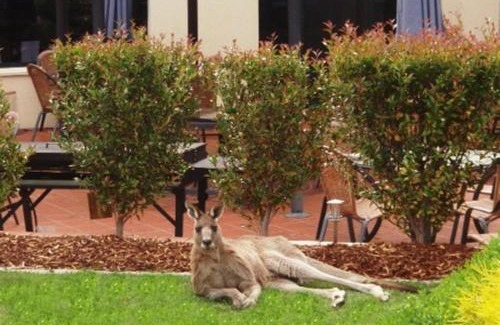 Greenway Hotel | Discover Alpha Hotel Canberra: Family-Friendly Comfort Awaits