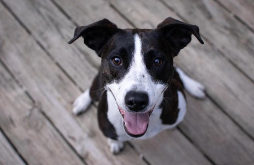 Russellville Bed & Breakfast | Pet-Friendly Retreat at Adullam Hill Bed and Breakfast