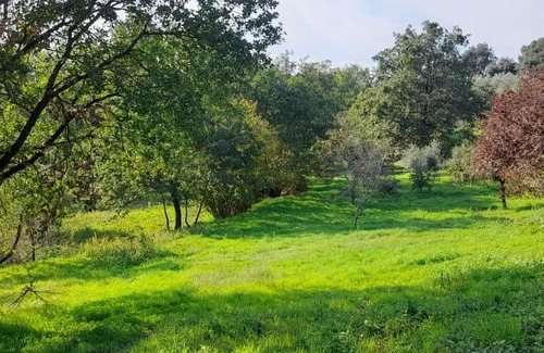 Cavriglia Other | Discover Agricampeggio la casa di Nicla: Pet-Friendly Retreat