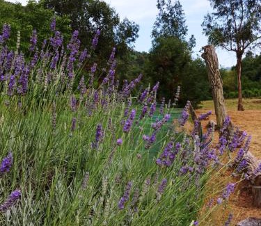 Dolceacqua Other | Explore Agricamping Ponteraggio n.1: Pet Friendly & Breakfast
