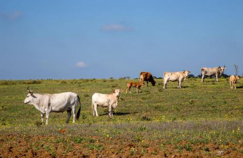 Tragliatella House | Explore Agriturismo 4 Ricci: Pet Friendly & Ocean View