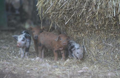 Cassano delle Murge House | Pet-Friendly Retreat at Agriturismo Amicizia - Rated 9/10