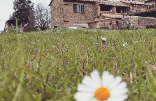 Montalcino House | Relax at Agriturismo Il Cocco: Pet-Friendly Retreat