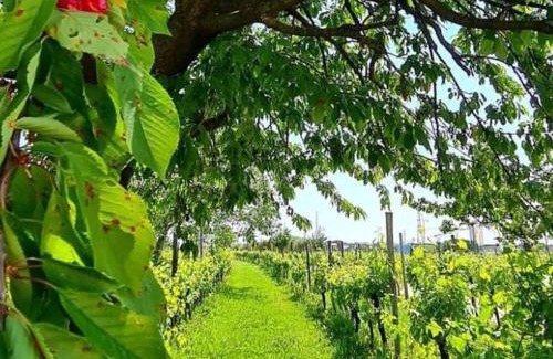 Bottenicco House | Discover Agriturismo "La di Buiat" - Guest Rated 9/10