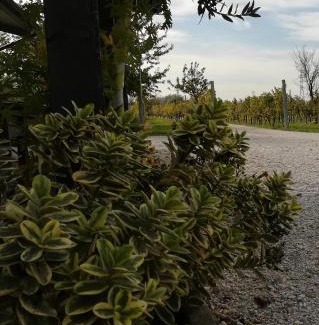 Bottenicco House | Discover Agriturismo "La di Buiat" - Guest Rated 9/10