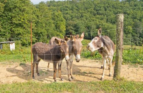 Masero House | Pet-Friendly Agriturismo La Selva with Breakfast & Kitchen