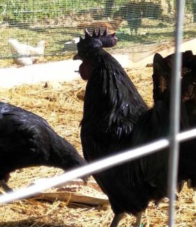 Monteluiano House | Experience Agriturismo Montesalce: Pet-Friendly Retreat