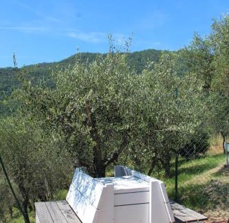 Crocetta House | Charming Agriturismo OlivArancio: With Pool & Pet-Friendly
