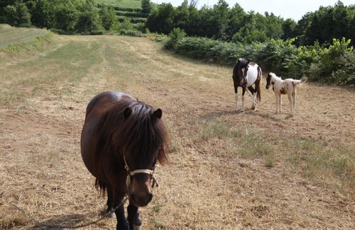 Gerocarne House | Enchanting Agriturismo Pirara: Rated 9/10, Family-Friendly Stay