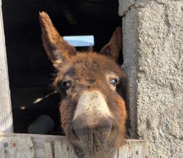 Tula House | Discover Agriturismo Sa Pigalva: Pet-Friendly Retreat