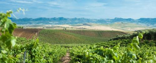 Sirignano House | Experience Agriturismo Sirignano Wine Resort by the Sea