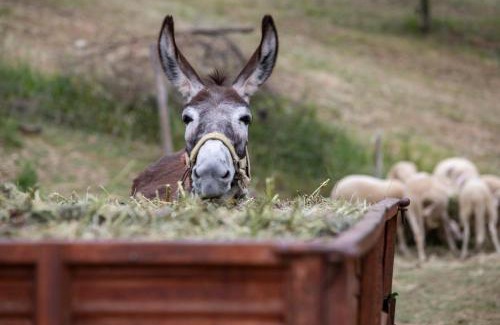Campodipietra House | Experience Agriturismo Terra e Sapori: 10/10 Rated Getaway