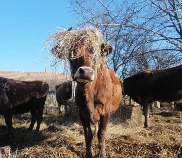 Nemesbuk Other | Top-Rated AgroPing Korosajt Műhely with Hot Tub & More